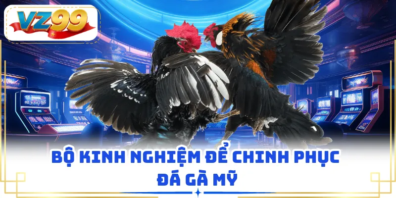 Bộ kinh nghiệm để chinh phục đá gà Mỹ