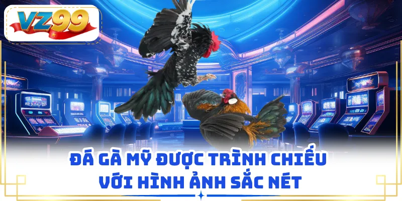 Đá gà Mỹ được trình chiếu với hình ảnh sắc nét