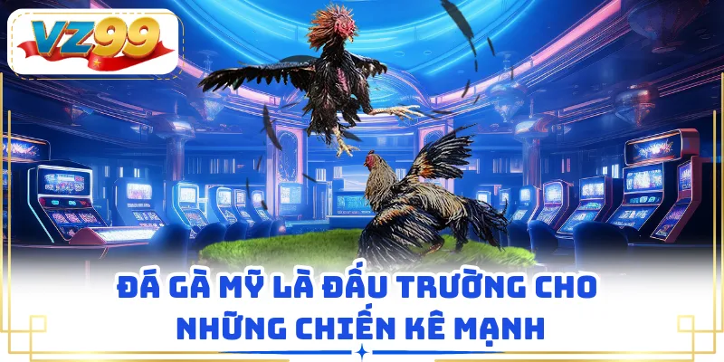 Đá gà Mỹ là đấu trường cho những chiến kê mạnh