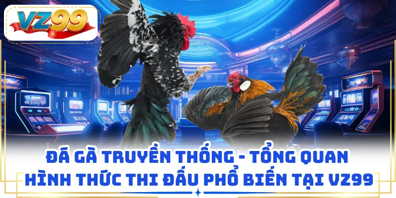 Đá Gà Truyền Thống - Tổng Quan Hình Thức Thi Đấu Phổ Biến Tại VZ99